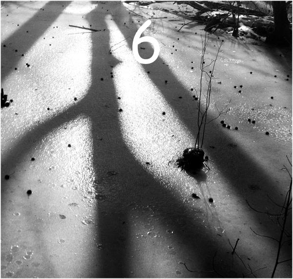 22-02-02 Great Swamp Boardwalk Foma100 1