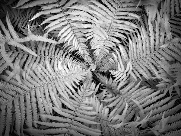 Cranford NJ | Olympus EM-5 | 2021